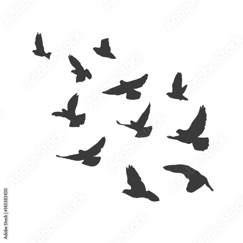 Silhouette flying birds on white background. Pigeons fly.