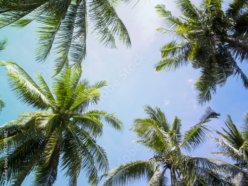 Palm tree crowns with green leaves on sunny sky background. Light blue toned photo.