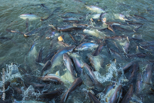 give food for many fish in the river 