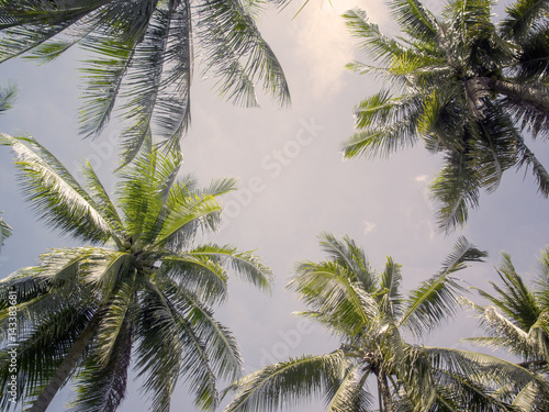 Palm tree crowns with green leaves on sunny sky background. Warm pink toned photo.