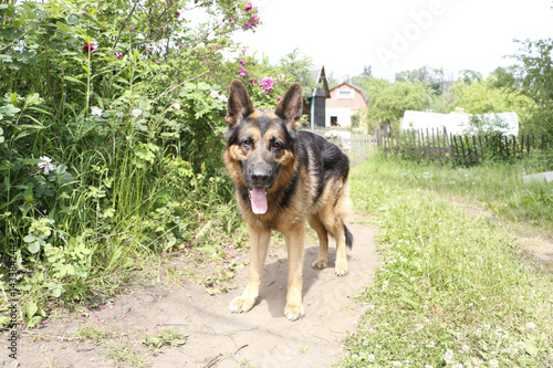 Dog german shepherd in village