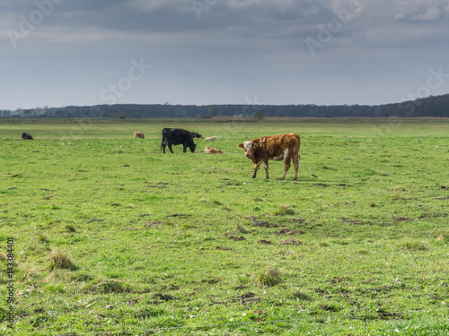 A cow on a meadow in spring