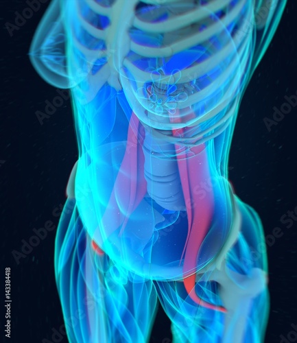 Female psoas muscle. Soul muscle. Human anatomy muscular system. 3d illustration.
