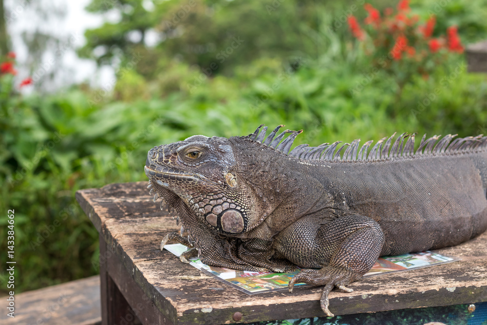 Close up of rock iguana also known as the Cuban ground iguana. Outside of Tropical island Bali, Indonesia. Close up of rock iguana also known as the Cuban ground iguana. Outside of Tropical island Bali, Indonesia.