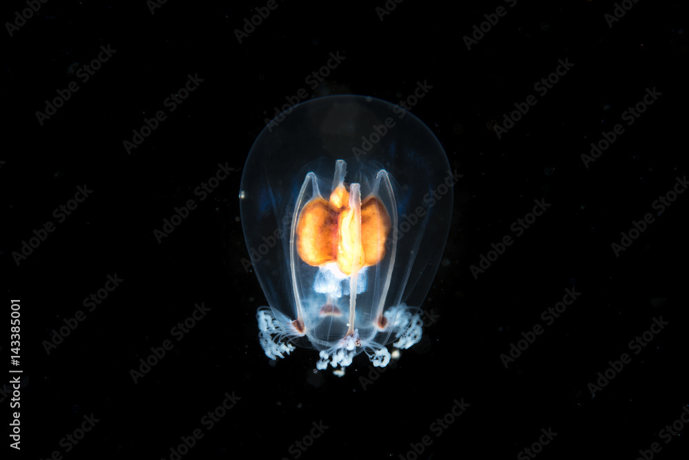 Obraz premium Transparent jellyfish in the dark