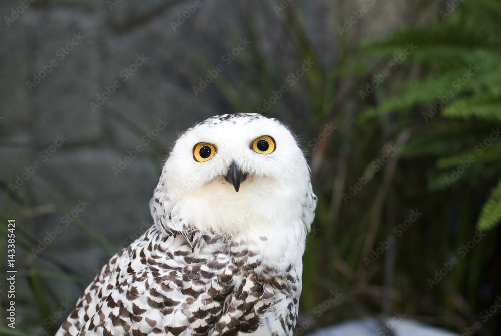 Owl in Thaialnd. Owl in Thaialnd.