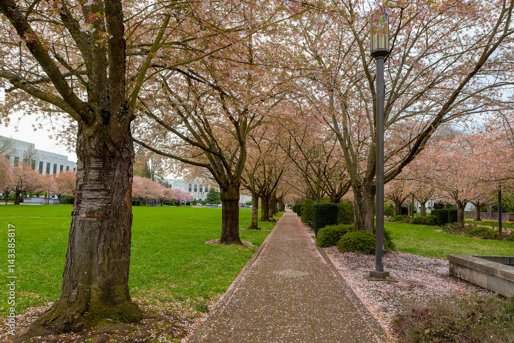 Cherry Blossom Trees along Path at Park in Salem Oregon
