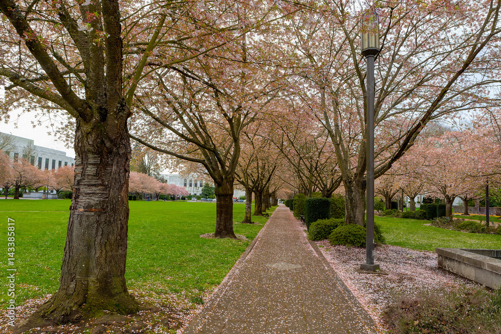 Cherry Blossom Trees along Path at Park in Salem Oregon Cherry Blossom Trees along Path at Park in Salem Oregon