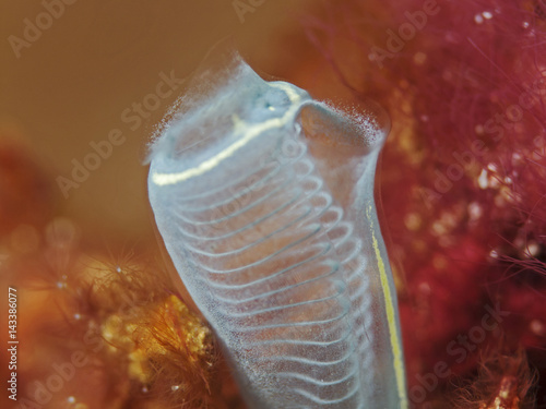 Light-bulb sea-squirt, Keulenseescheide (Clavelina lepadiformis) photo