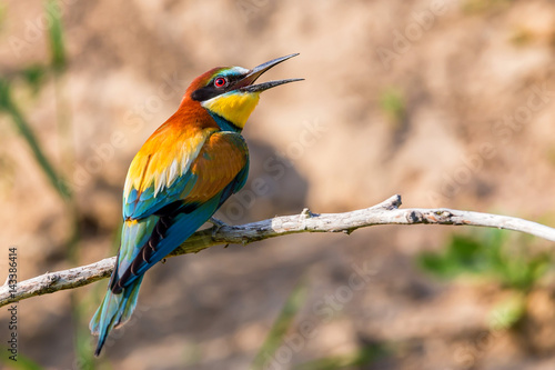 Exotic tropical bird named European bee-eater