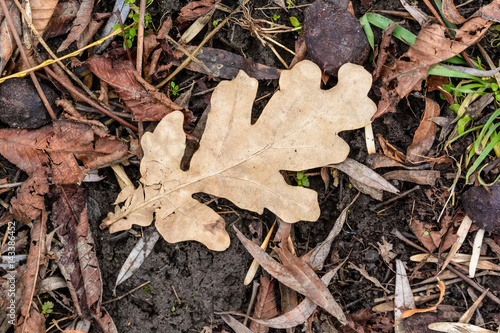 Single leaf on background from autumn foliage