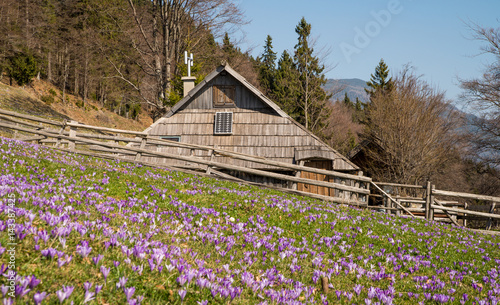Traditional old wooden shepherd cottage near high alpine pasture of Velika Planina and blooming crocusses