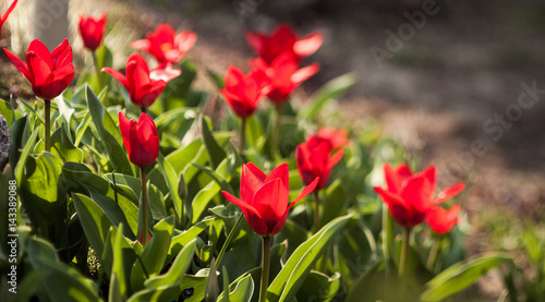 Red tulips on a flower bed