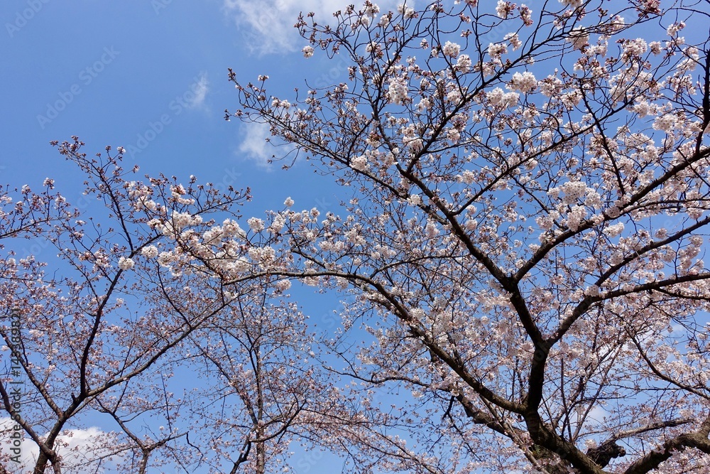 代々木公園の桜 代々木公園の桜