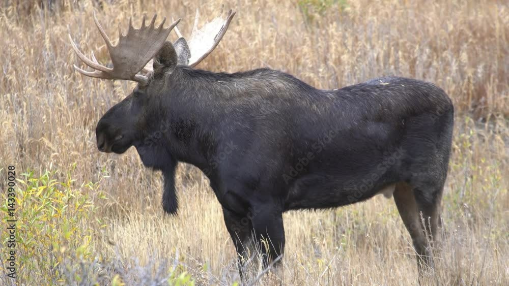 Bull Moose standing in a field looking around Bull Moose standing in a field looking around