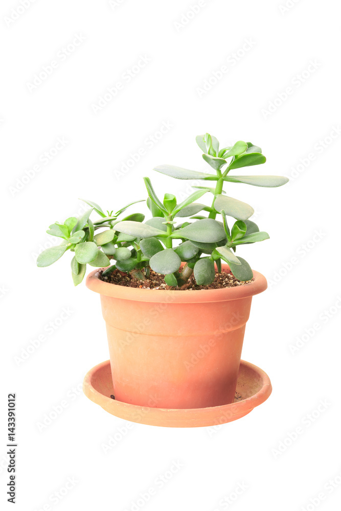 Money tree (Crassula) in orange pot Money tree (Crassula) in orange pot