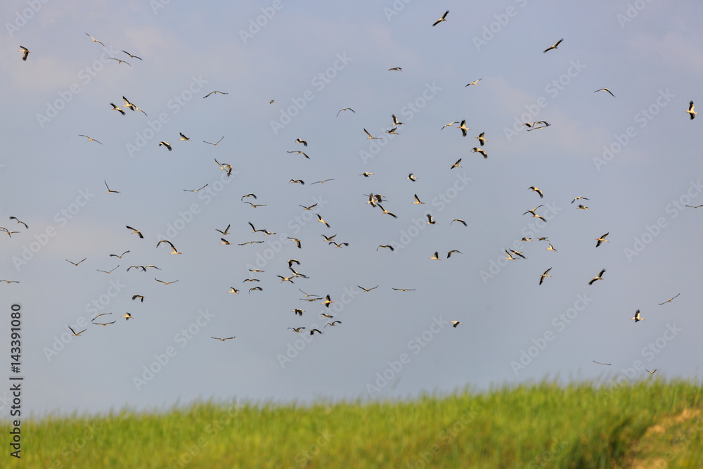 Flock of a storks flying over a field Flock of a storks flying over a field