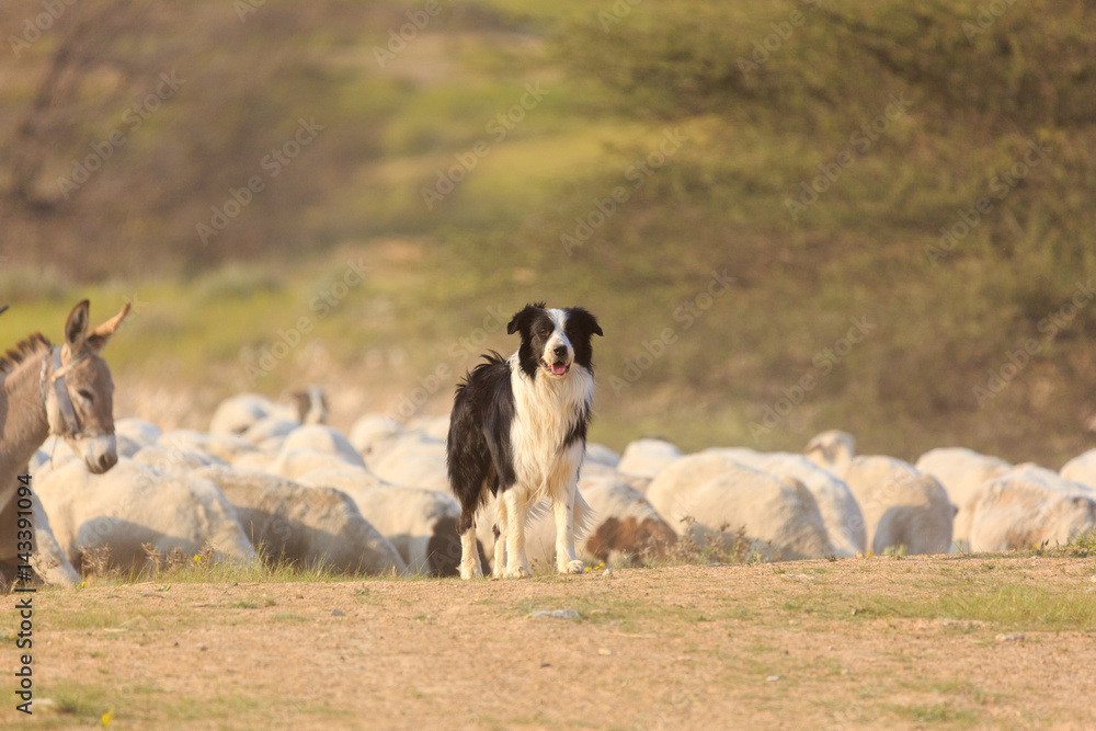 Fototapeta premium Border collie and donkey