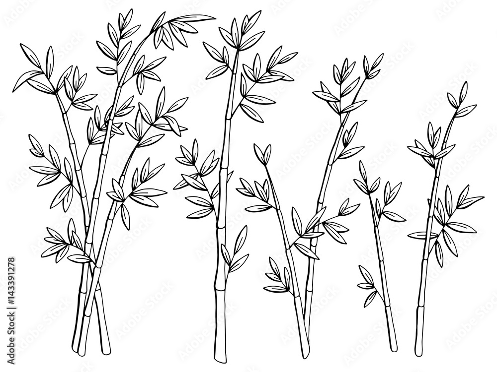 Obraz premium Bamboo plant graphic black white isolated sketch illustration vector