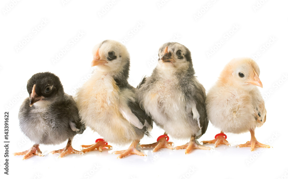 serama chick in studio serama chick in studio