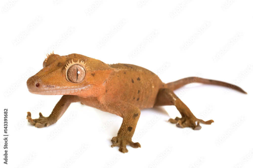 Naklejka premium Crested gecko in studio
