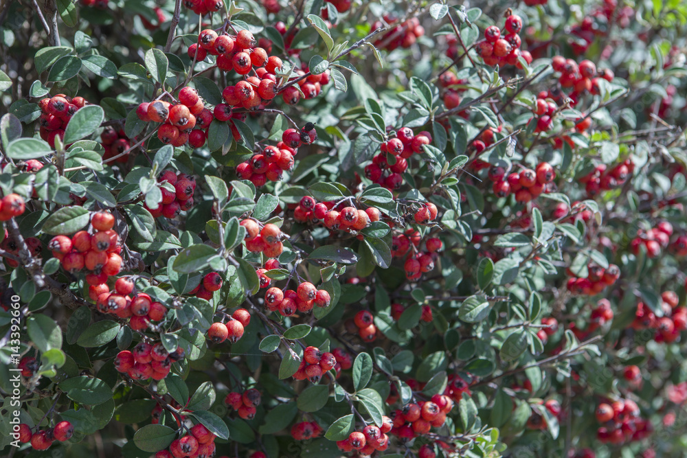 Cotoneaster red fruits in garden