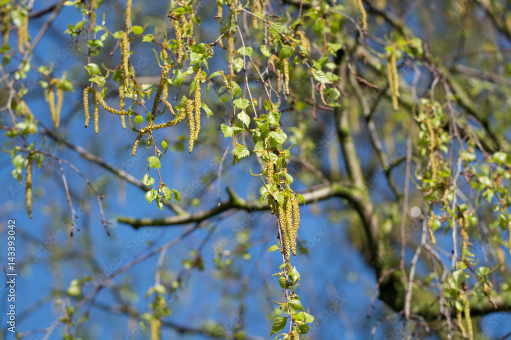 Seasonal allergy - birch tree blossom, pollen Seasonal allergy - birch tree blossom, pollen