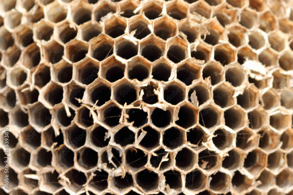 The hornets nest has many holes, many of which are made from natural materials. The hornets nest has many holes, many of which are made from natural materials.