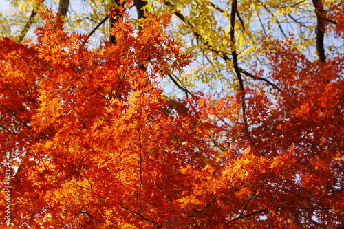 紅葉