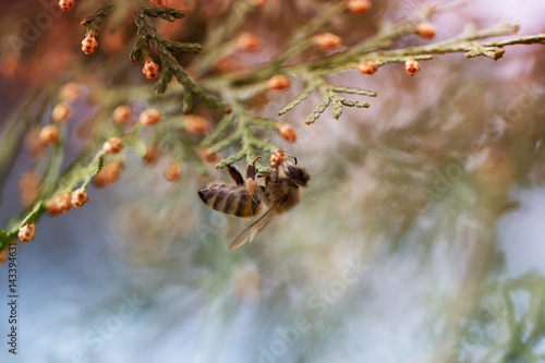 Bee on a green flower . Macro of honey bee on green flower.