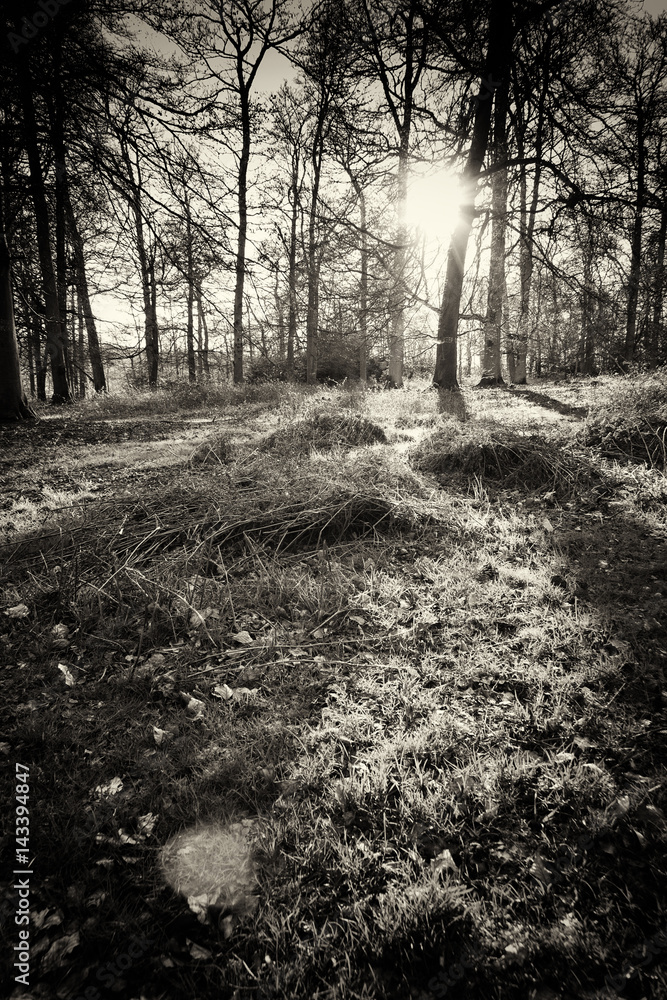 Low sun through trees in the woods Low sun through trees in the woods