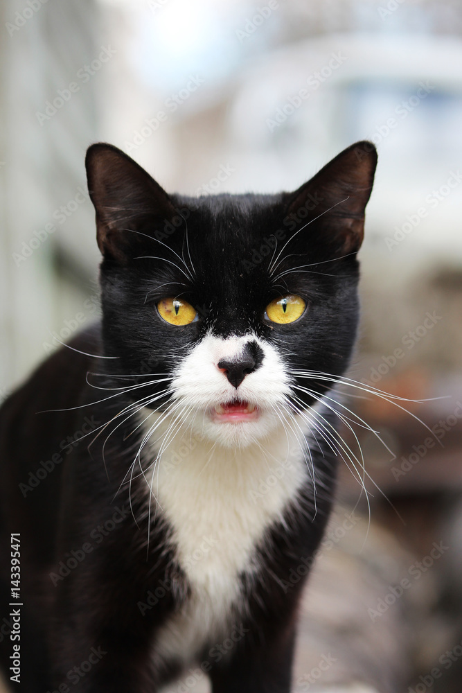 Black and white young cat went outside to take a walk in the spring. Black and white young cat went outside to take a walk in the spring.