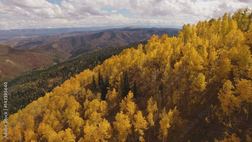 Aerial view above yellow aspen trees Aerial view above yellow aspen trees