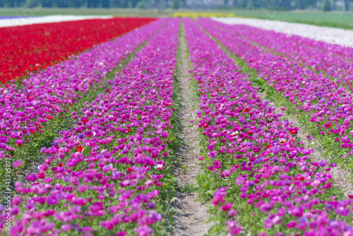 rows of blooming flowers