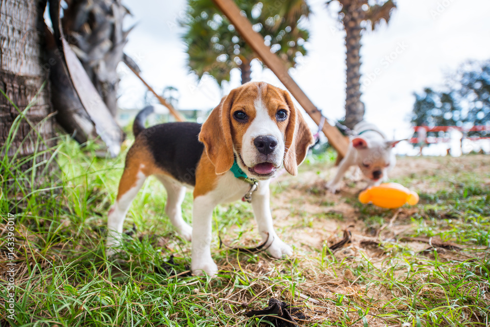 Beagle puppy standing on green grass