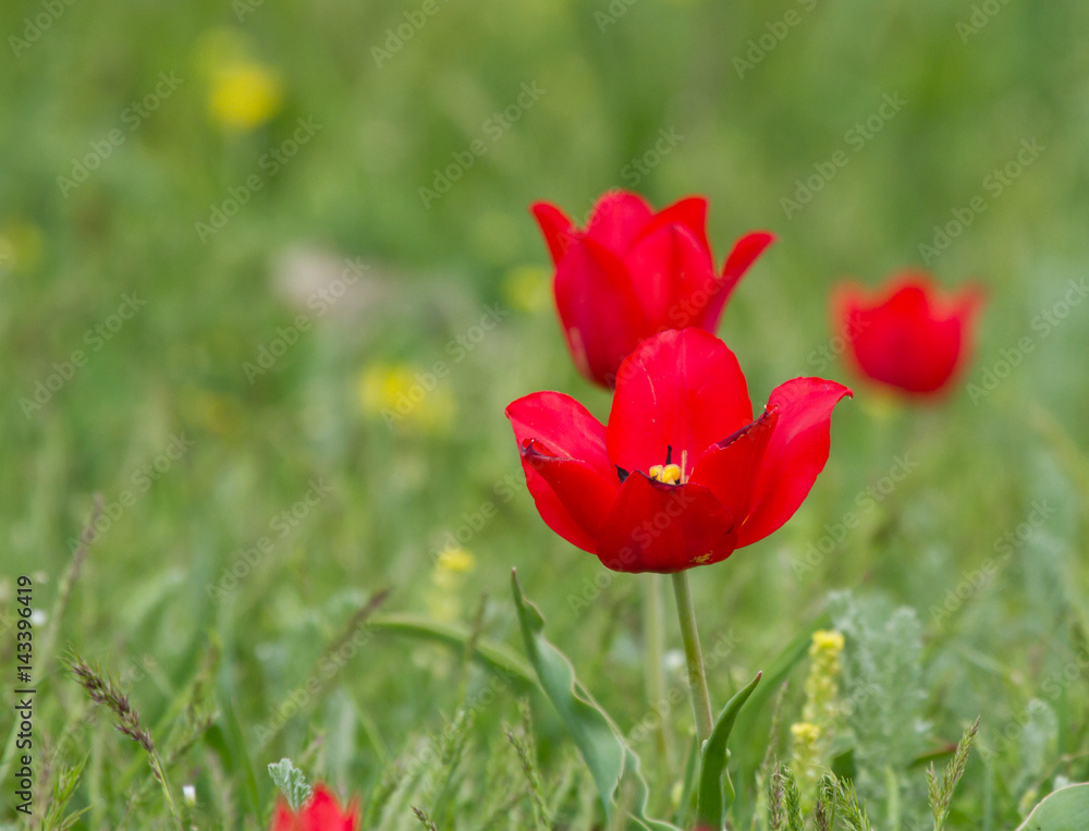Obraz premium Schrenck's tulips (Tulipa) in the steppe, Republic of Kalmykia, Russia