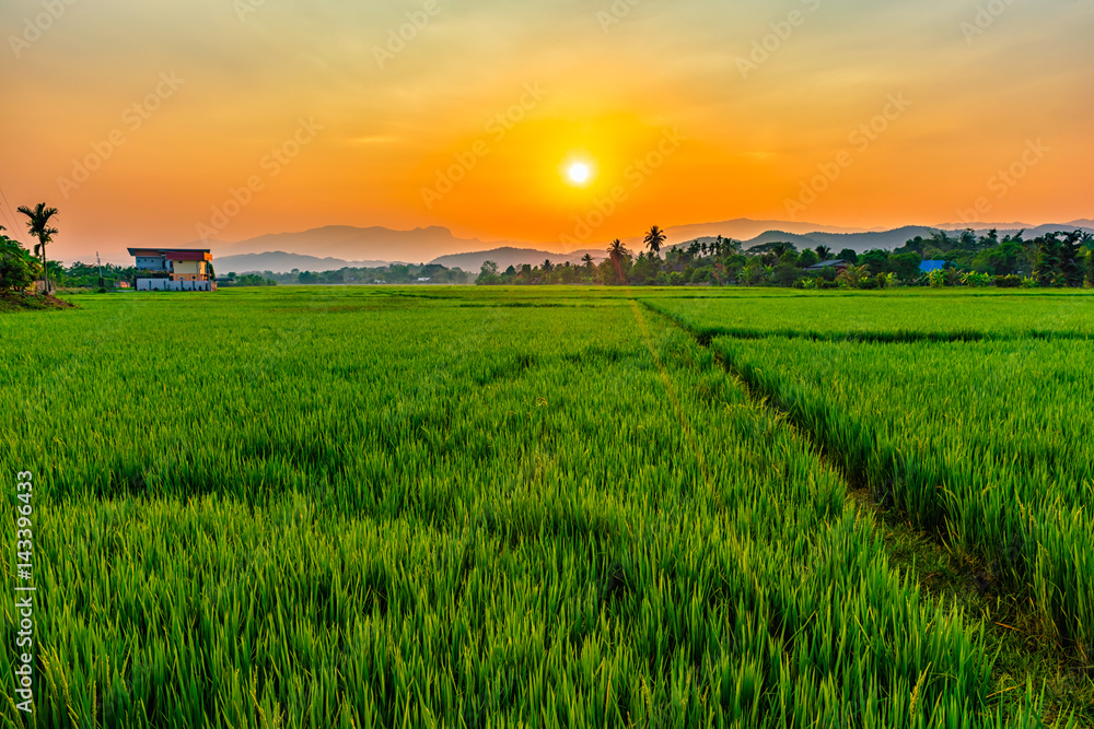 Rice field Mae Kon at sunset in Chiang Rai,Thailand Rice field Mae Kon at sunset in Chiang Rai,Thailand