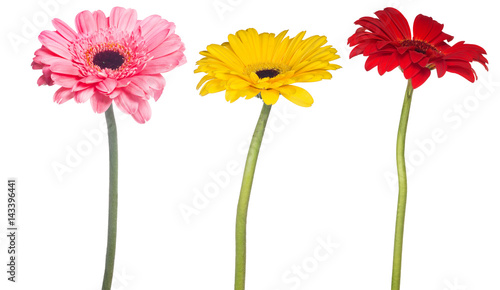 set of gerbera flowers isolated on white