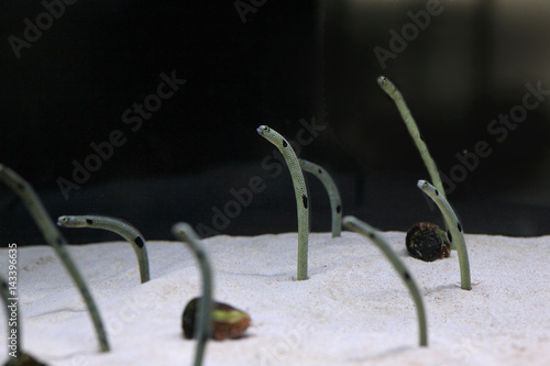 チンアナゴ｜spotted garden eel photo