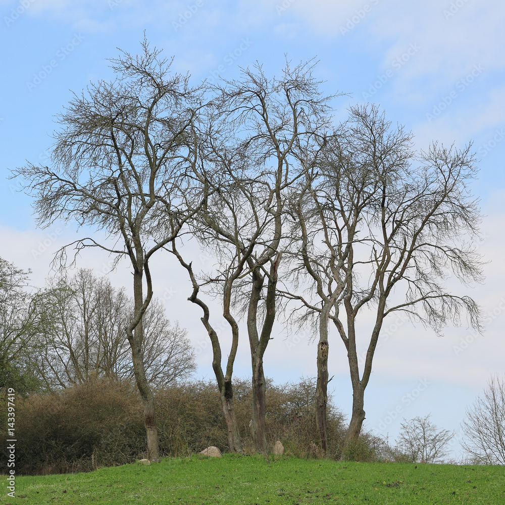 Bäume auf einem Hügel im Vorfrühling Bäume auf einem Hügel im Vorfrühling