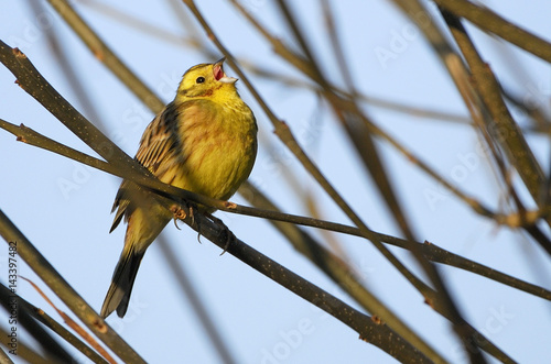 Emberiza citrinella / Bruant jaune photo