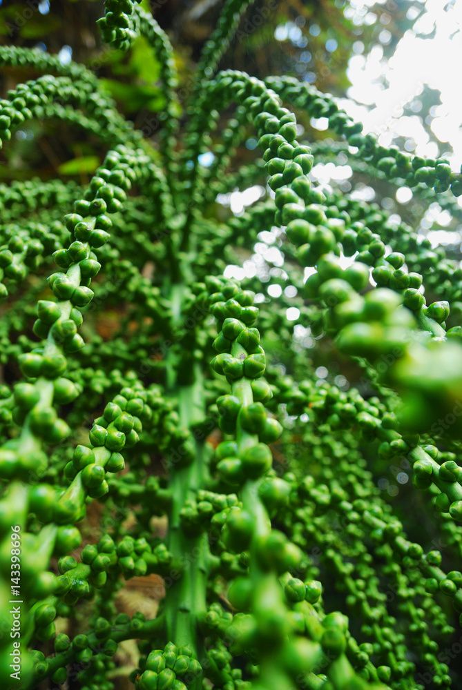 Strange green plant Strange green plant