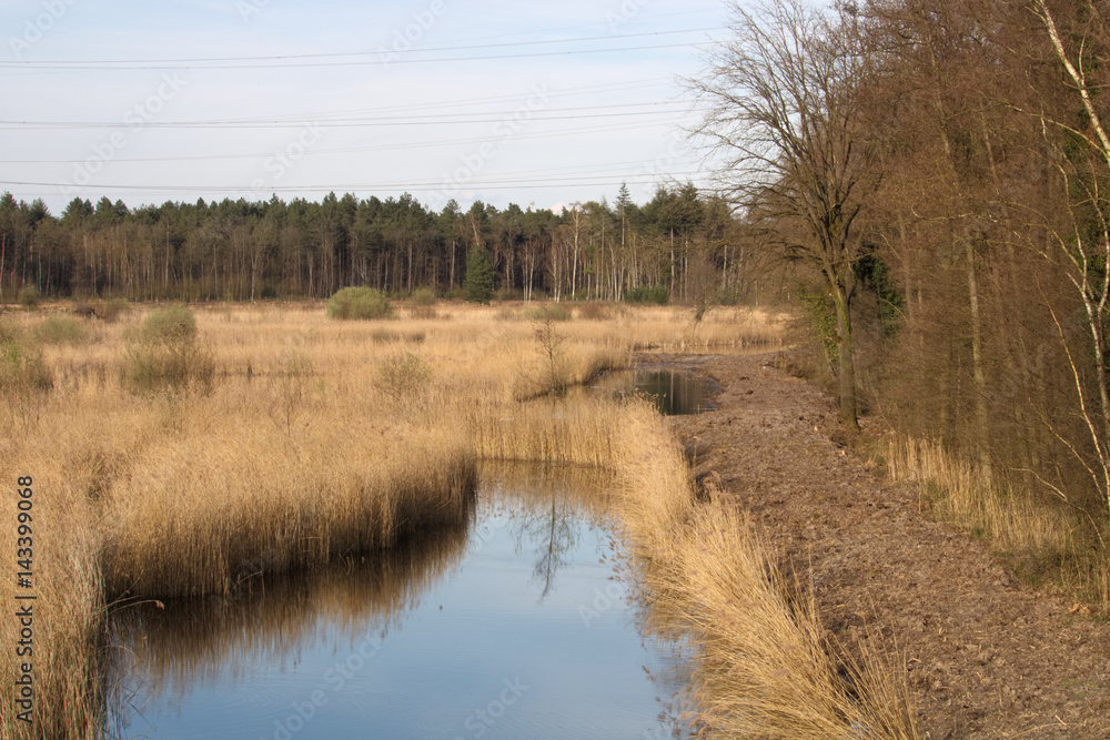 Reed covered pond in front of trees Reed covered pond in front of trees
