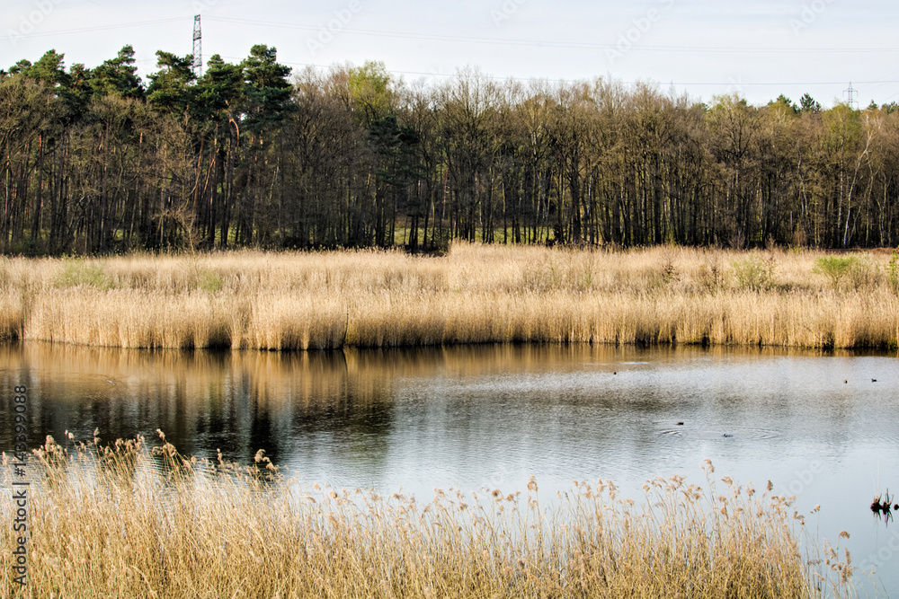 Reed covered pond in front of trees