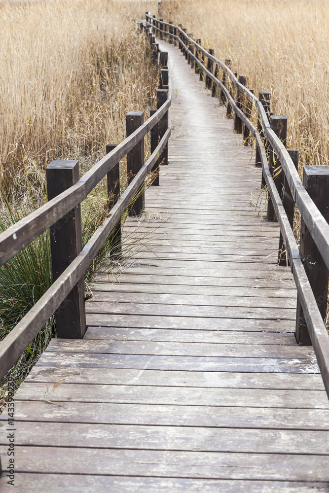 Wooden boradwalk between marshes.