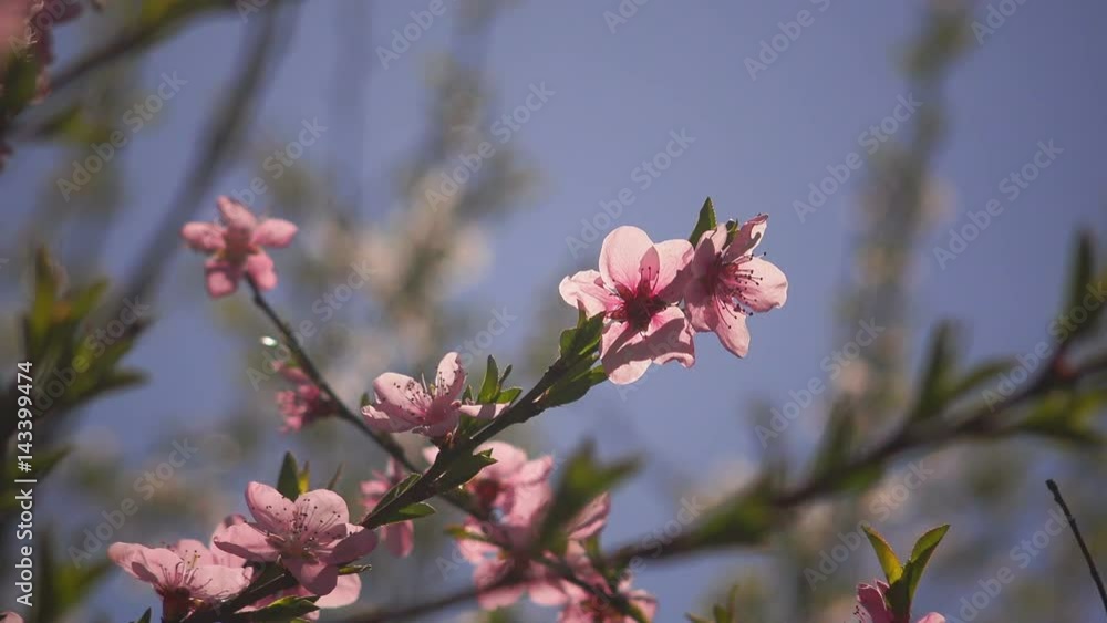 Pink peach blossom in fruit orchard Pink peach blossom in fruit orchard