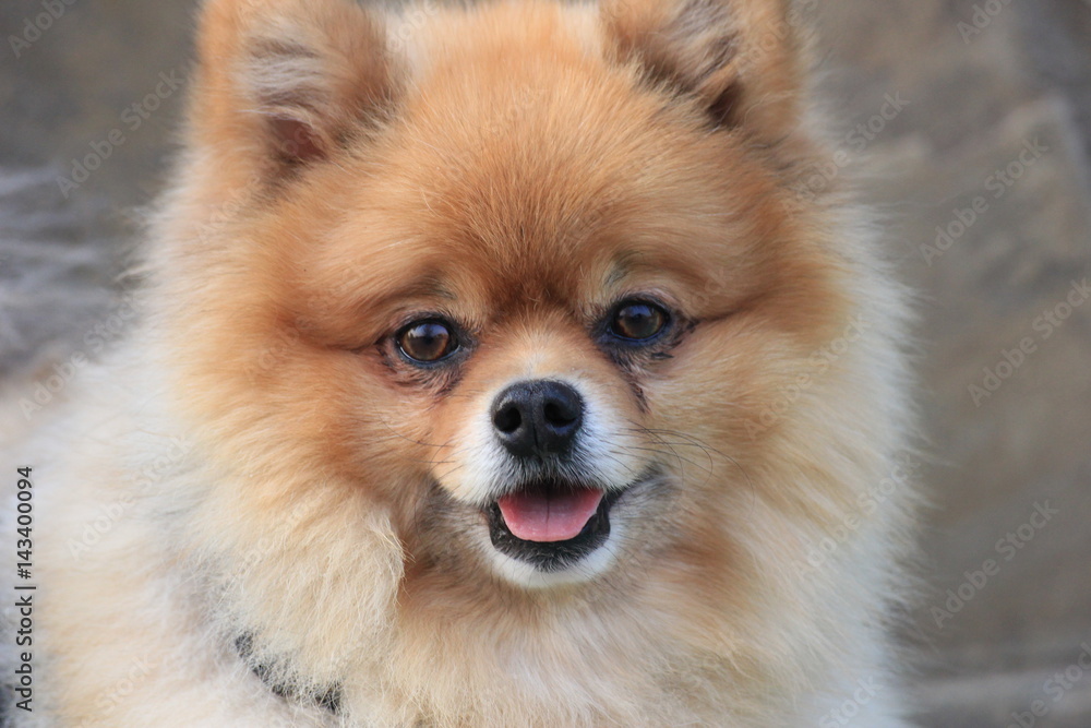 dog Pomeranian for a walk