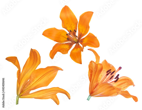 orange lily three blooms isolated on white photo