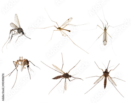 six mosquitoes isolated on white