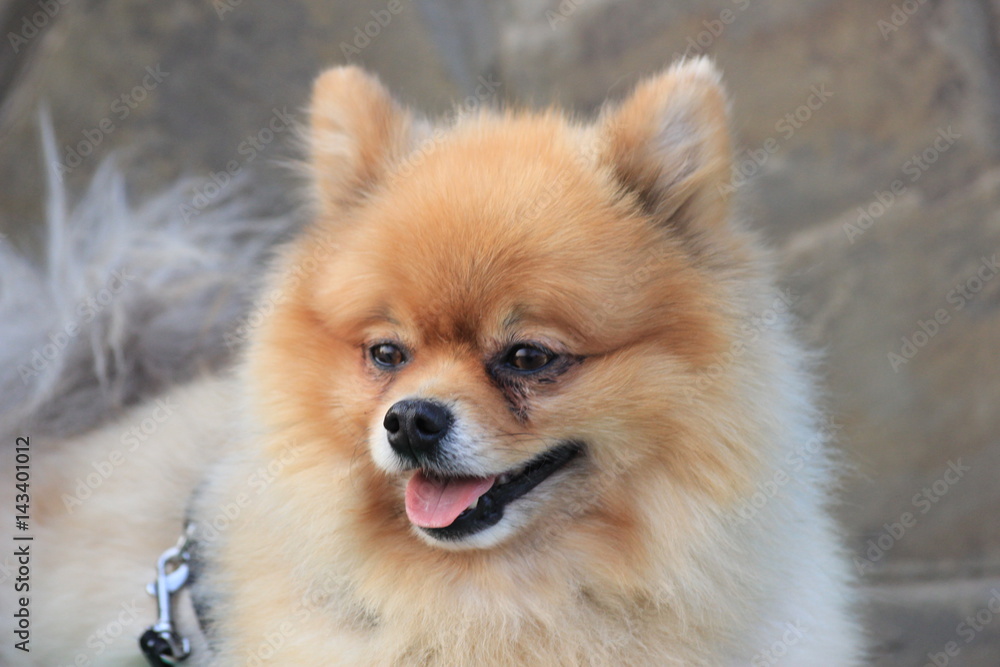 dog Pomeranian for a walk